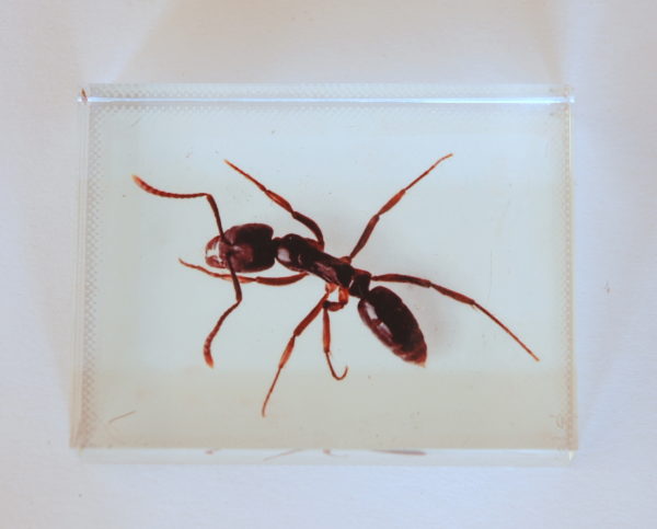 Single Ant Paper Weight