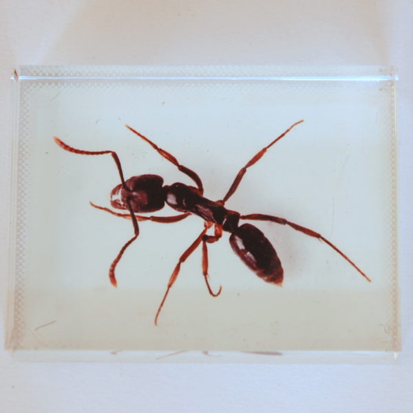Single Ant Paper Weight